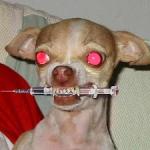 meth dog