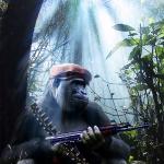 gorilla with a gun