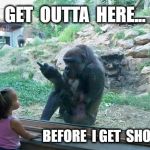 Gorilla  | GET  OUTTA  HERE... BEFORE  I GET  SHOT!!! | image tagged in get outta here | made w/ Imgflip meme maker