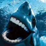Human teeth shark