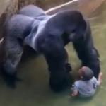 zoo gorilla