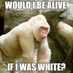 Harambe  | WOULD I BE ALIVE; IF I WAS WHITE? | image tagged in harambe | made w/ Imgflip meme maker