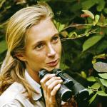 jane Goodall 