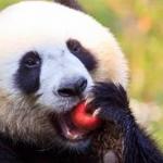 Panda with apple