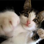 Catboxer
