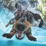 Swimming Dog meme