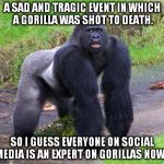 Gorilla | A SAD AND TRAGIC EVENT IN WHICH A GORILLA WAS SHOT TO DEATH. SO I GUESS EVERYONE ON SOCIAL MEDIA IS AN EXPERT ON GORILLAS NOW? | image tagged in gorilla | made w/ Imgflip meme maker