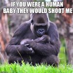 only humans have a right to survive | IF YOU WERE A HUMAN BABY THEY WOULD SHOOT ME | image tagged in gorillababy,gorilla,zoo,don't shoot | made w/ Imgflip meme maker