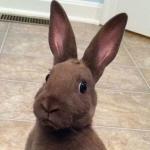 Surprised rabbit