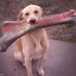 NEED I SAY MORE ? | image tagged in dog bone,spending,budget | made w/ Imgflip meme maker