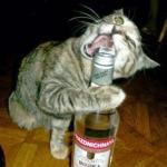 cat opening liquor bottle with mouth meme