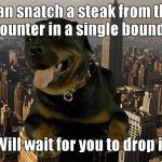 Super Dawg | Can snatch a steak from the counter in a single bound.. Will wait for you to drop it | image tagged in super dawg | made w/ Imgflip meme maker