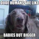 10 Dog | DUDE HUMANS ARE LIKE; BABIES BUT BIGGER | image tagged in 10 dog | made w/ Imgflip meme maker