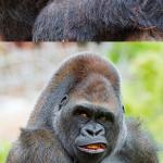 Social commentary gorilla 