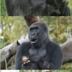 Bad Pun Gorilla meme