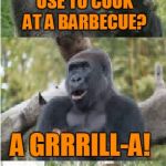 Bad Pun Gorilla | WHAT DOES A GORILLA USE TO COOK AT A BARBECUE? A GRRRILL-A! | image tagged in bad pun gorilla,memes,gorilla,barbecue,food,bad pun | made w/ Imgflip meme maker
