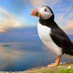 Popular opinion puffin