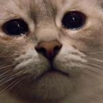 crying cat