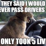 Never Give Up! | THEY SAID I WOULD NEVER PASS DRIVERS ED; IT ONLY TOOK 5 LIVES | image tagged in catsale,cats,funny cats,funny,driving,bad driver meme | made w/ Imgflip meme maker