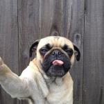 Dog Selfie