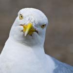 Confused Seagull