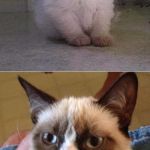 Grumpy spawn | DEFINITELY MY SON | image tagged in grumpy cats,cats,funny,funny cats,angry cat | made w/ Imgflip meme maker