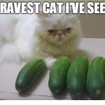 Still gotta wonder how many cucumbers he/she sees | BRAVEST CAT I'VE SEEN | image tagged in cats and cucumbers,cats,funny,funny cats,fluffy cat | made w/ Imgflip meme maker