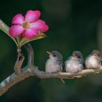 3 baby birds branch flower