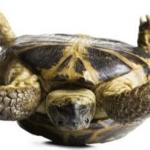 Tortoise on Back