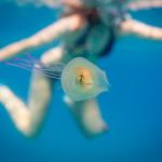Fish In Jellyfish