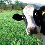 Alarmed Cow