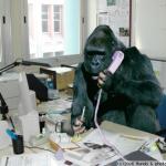 gorilla on phone
