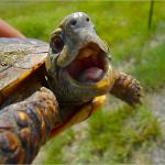That Face Turtle