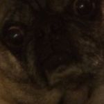 Concerned pug  | I AM VERY CONCERNED; ABOUT THE FACT THAT THERE IS NOTHING TO BE CONCERNED ABOUT | image tagged in concerned pug | made w/ Imgflip meme maker