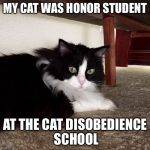 Katie Tulip | MY CAT WAS HONOR STUDENT; AT THE CAT DISOBEDIENCE SCHOOL | image tagged in katie tulip | made w/ Imgflip meme maker