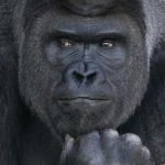 Handsome Gorilla | NO! -CAESAR | image tagged in handsome gorilla | made w/ Imgflip meme maker