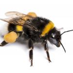 Bee with a stinga meme