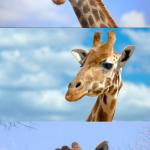Bad Pun Giraffe meme