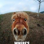 HorseStare | HEEEYYYY! WHERE'S MY COFFEE?! | image tagged in horsestare | made w/ Imgflip meme maker