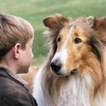 lassie and timmy