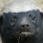 honeybadger
