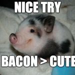 Bacon Wins again! | NICE TRY; BACON > CUTE | image tagged in prebacon,pig,mini pig,bacon,cute,math | made w/ Imgflip meme maker