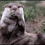 otter thoughts meme