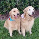 Gulf Coast Golden Retriever Rescue