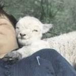 Sheep be smiling