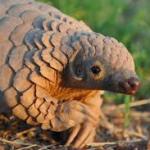 Pangolin God