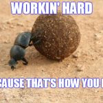 That's How You Roll | WORKIN' HARD; ...BECAUSE THAT'S HOW YOU ROLL! | image tagged in hard working dung beetle,how i roll,how you roll,hard work,effort,persistence | made w/ Imgflip meme maker