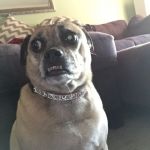 Paranoid Puggle | WHEN YOU SEE THE CAT; OUTSIDE THE GLASS DOOR | image tagged in paranoid puggle | made w/ Imgflip meme maker