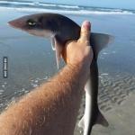 Pissed shark