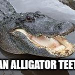 Alligator Wut | BAN ALLIGATOR TEETH | image tagged in alligator wut | made w/ Imgflip meme maker
